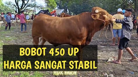 HARGA SAPI DI PASAR JEMBER BOBOT 450 UP KE ATAS SANGAT STABIL YouTube