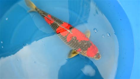 Modern Koi Blog