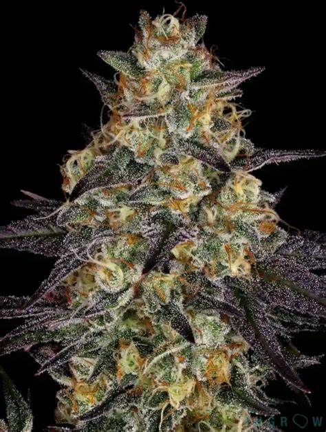 El Dorado Og Feminizada Renovacion De Paradise Seeds Thgrow Growshop