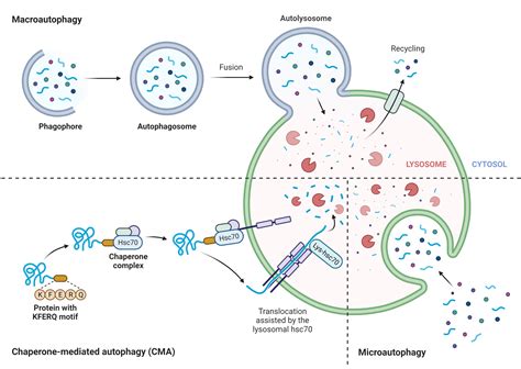 Autophagy Aat Bioquest