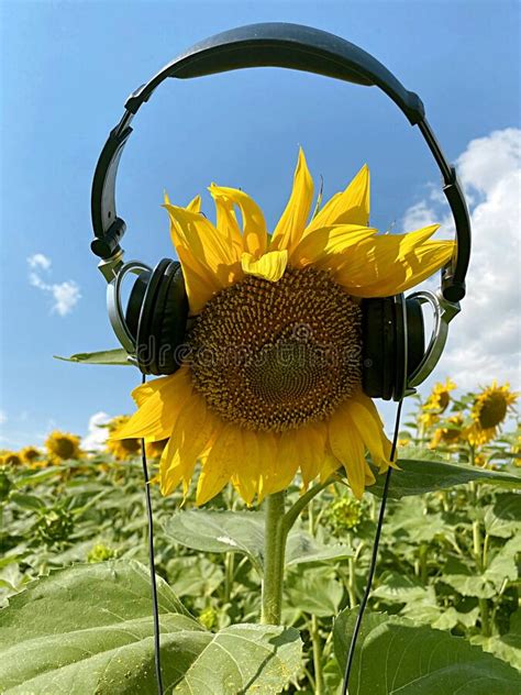 Sunflower Flower In Headphones The Concept Of Caring For Nature Being