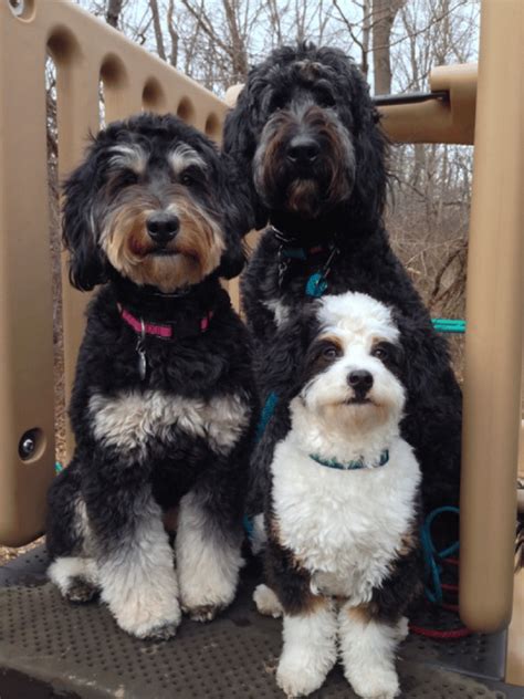 Bernese Mountain Dog Poodle Mix Cuddly Kind Fluffy Friend