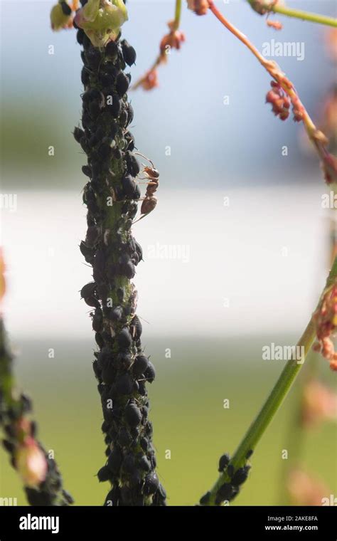 Aphid infestation of garden plants. Close up Stock Photo - Alamy