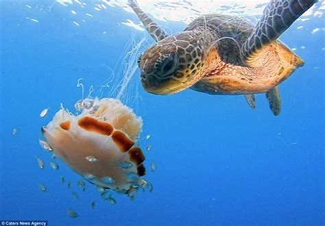 Mesmerizing Encounter Between A Green Sea Turtle And A Lions Mane