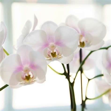 Vanda Orchids Care And Grow Guide - Orchid Resource Center