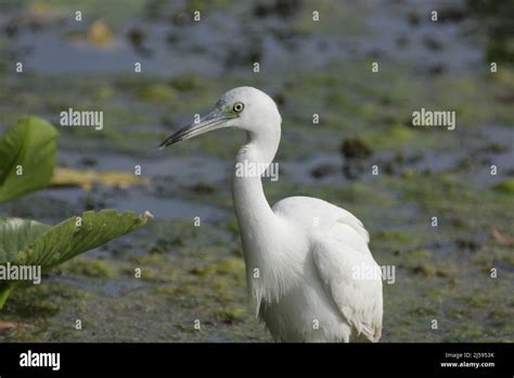 Ocala national forest wildlife hi-res stock photography and images - Alamy