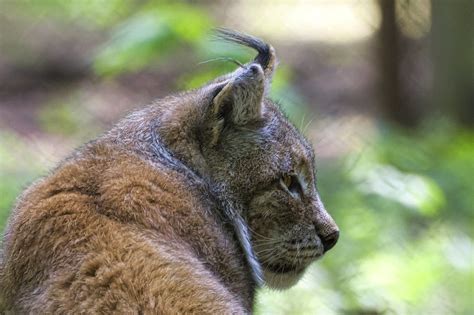 Luchs Wildpark Poing Lynx Wildlife Park Poing Gustl Lex Flickr