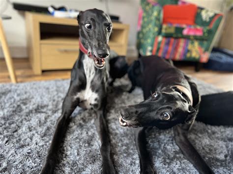 Take a look at them peepers👀 : r/Greyhounds