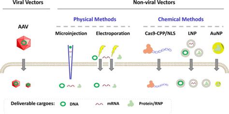 6 A summary of delivery modalities for CRISPR-Cas9. Deliverable Cas9 ...