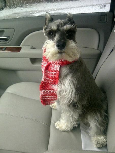 Pin By Layne Martinez On Crazy Schnauzer Mom Animals Dogs Schnauzer