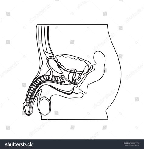 Education Chart Biology Male Reproductive System Vector De Stock