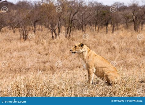 Female Lion Sitting In The Grass Royalty Free Stock Photo - Image: 21909295