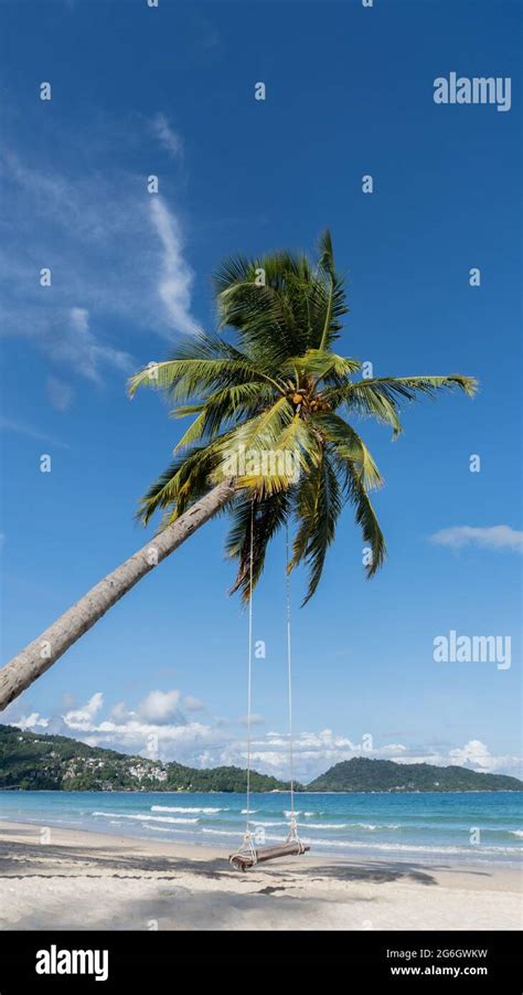 coconut tree  res stock photography  images alamy