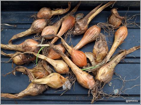 Mark S Veg Plot Planting Shallots