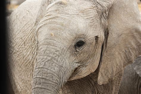 Etosha National Park Namibia on Behance