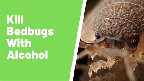 Does Alcohol Kill Bed Bugs How Alcohol Really Affects Bed Bugs Youtube