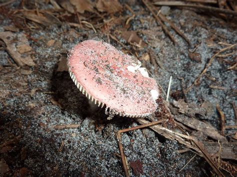 Skip's Florida: Mushroom Hunting