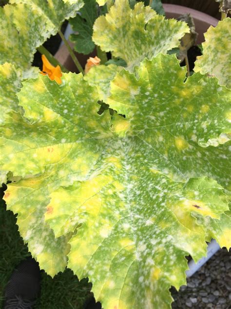 Powdery Mildew Verses Downy Mildew Horticulture For Home Gardeners