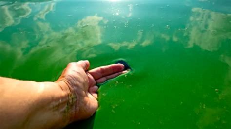 Alerta Naranja Por La Presencia De Cianobacterias En El Río De La Plata