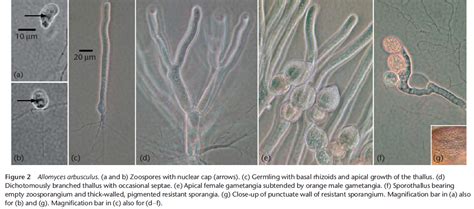 Keunikan Siklus Hidup Allomyces Arbusculus