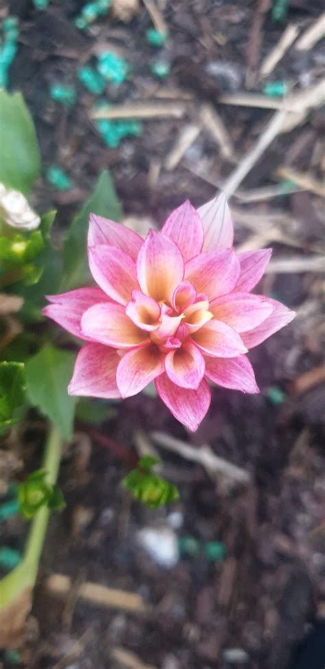 Dahlia Dahlinova Hypnotica Tropical Breeze In The Dahlias Database