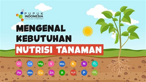 Mengenal Kebutuhan Nutrisi Tanaman YouTube