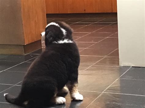 photoshe   fat rn rfatdogs