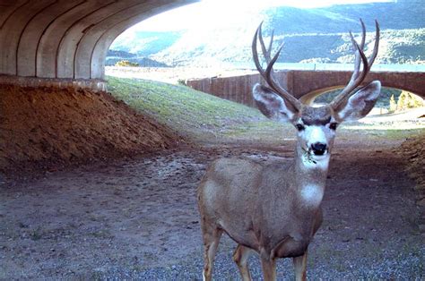 Highway wildlife crossings