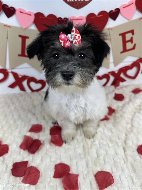 AKC Trixie – Havanese Puppy for Sale in Huntsville, AR | Puppies.com