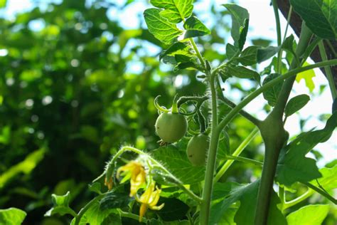 How To Grow Tomatoes From Seed To Harvest Tomato Bible