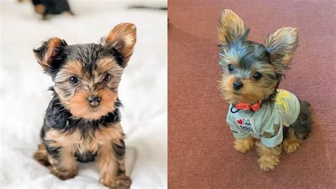 How To Potty Train A Yorkie Puppy Dog Training Is Fun