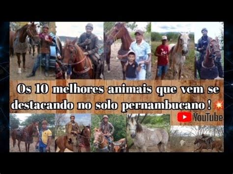 Os Dez Melhores Animais Que Vem Se Destacando No Solo Pernambucano