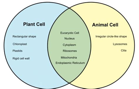 Plant Cell Vs Animal Cell Venn Diagram By Brittany Gibson Science - Riset