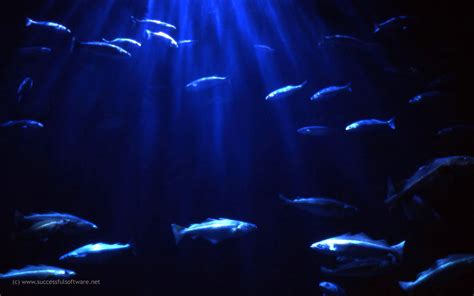 Light Blue Aquarium Wallpapers - WallpapersHigh