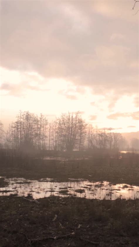 Hazy Morning Light Shines Through Trees And Green Rural Landscape