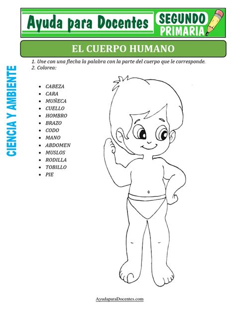 Fichas De El Cuerpo Humano Para Segundo De Primaria Pdf