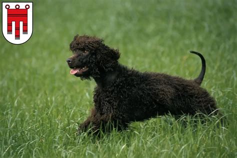 irish water spaniel breeders  puppies  vorarlberg dogwebcom