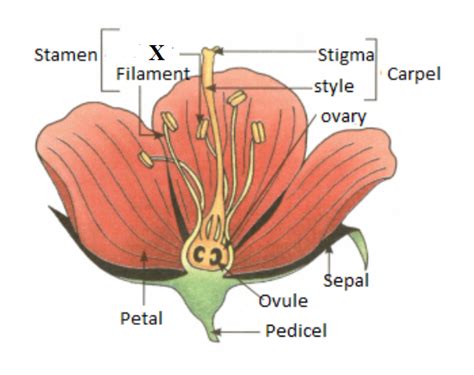 Draw A Labelled Diagram Of A Bisexual Flower