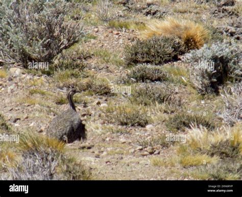 patagonian tinamou tinamotis ingoufi aves stock photo alamy
