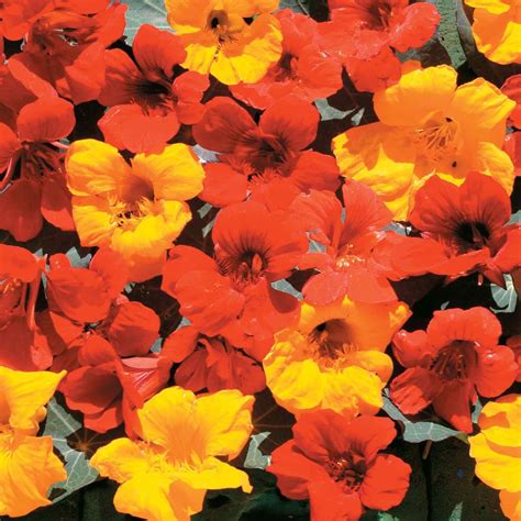 Amazon Outsidepride Seeds Annual Nasturtium Zanzibar Cimbing