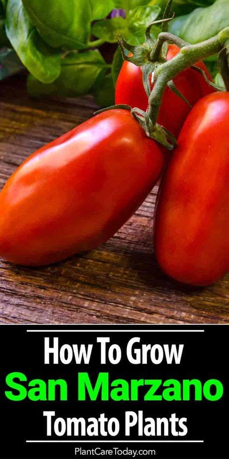 Growing San Marzano Tomatoes Artofit