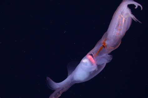 Squid's strange feeding habits caught on unprecedented video - NBC News