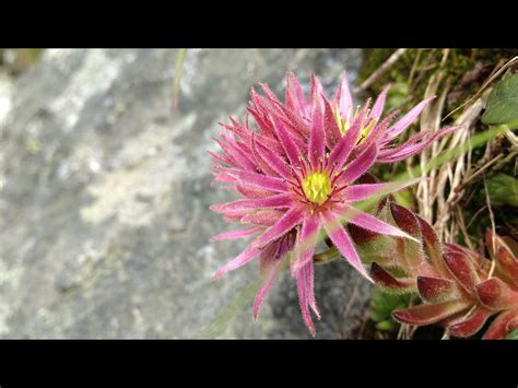 Alpine Beauty Berg Hauswurz Sempervivum Montanum Beat Altenbach