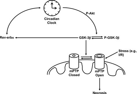 The Cardiomyocyte Circadian Clock Circulation Research