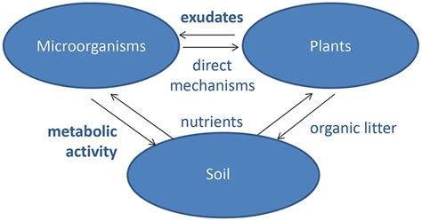 Technical Considerations For Analyses Of Root Exudates Comprehensive