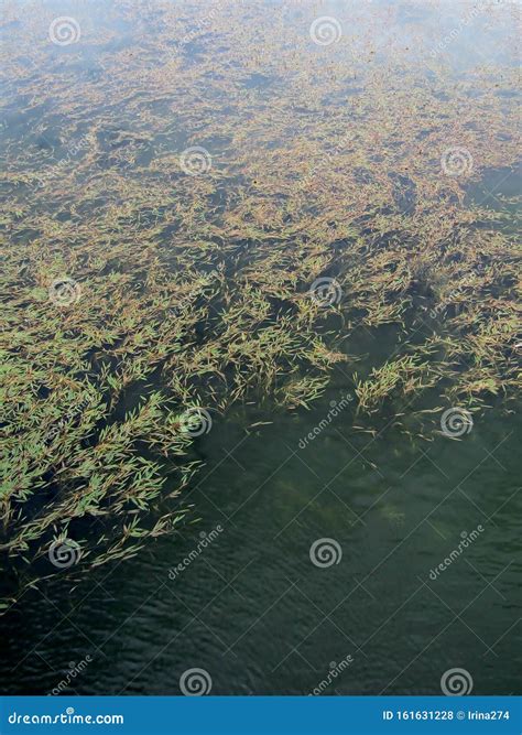 Floating Leaves of Potamogeton Long-leaved Pondweed Background Stock