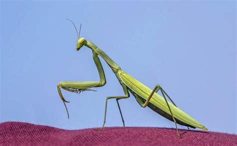 The Ultimate Guide to Praying Mantis Food: What They Eat and How to ...