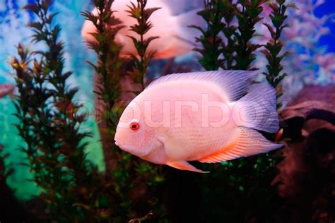 Beautiful Pink Fish In The Deep Sea Stock Photo Colourbox