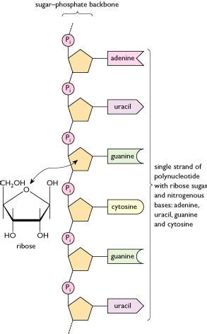 Describe the structure of a RNA polynucleotide chain having four ...