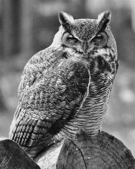 Owl In Black And White Photograph by John Feiser